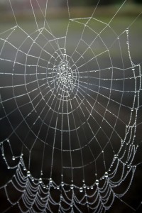 Spider web